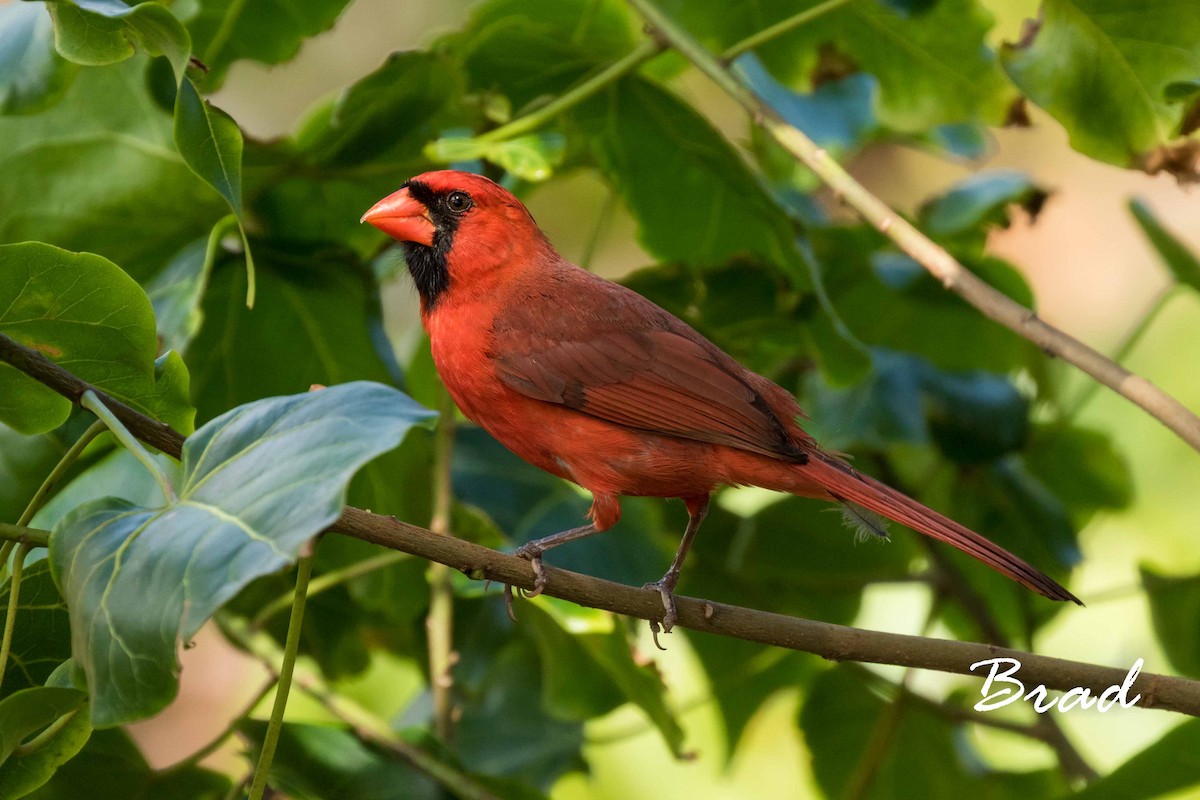 Northern Cardinal - Brad Argue