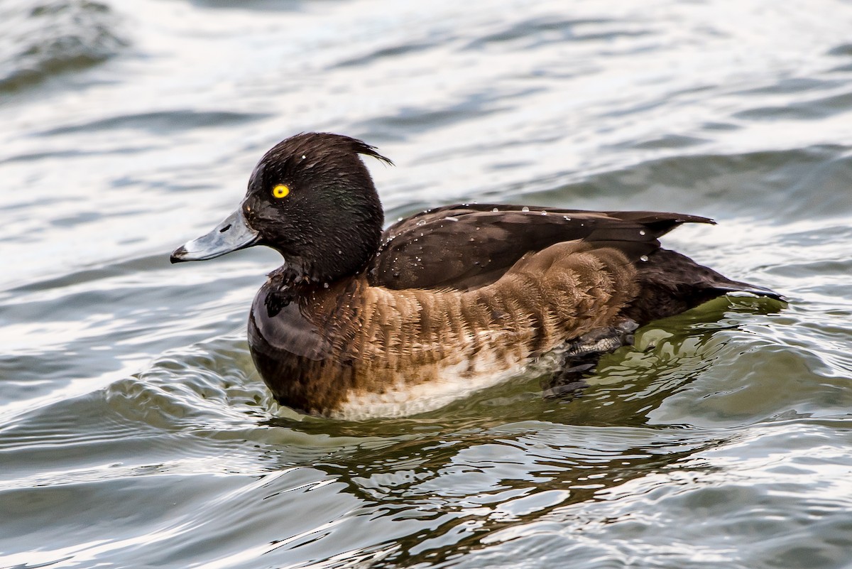 Tufted Duck - ML50112371