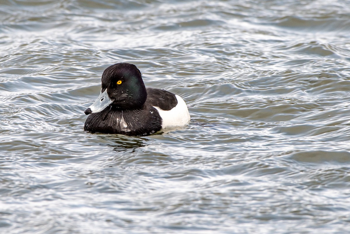 Tufted Duck - ML50112391