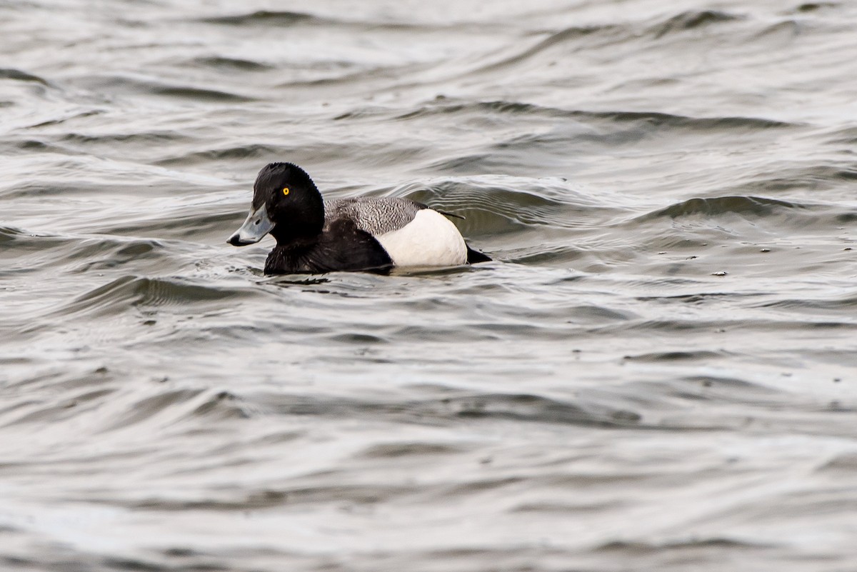 Greater Scaup - ML50112431