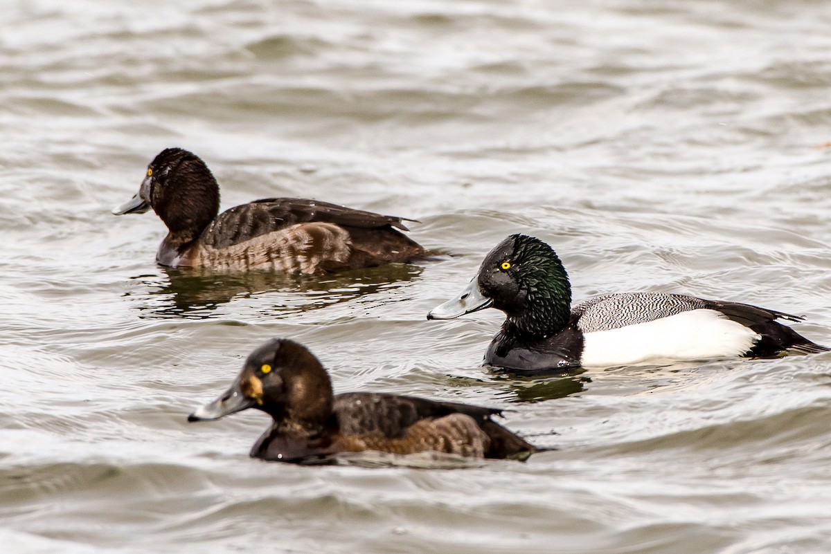 Greater Scaup - ML50112501