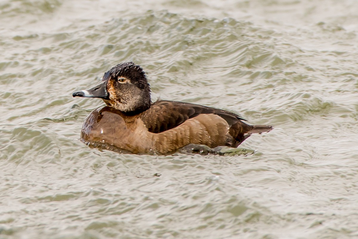 Ring-necked Duck - ML50112561