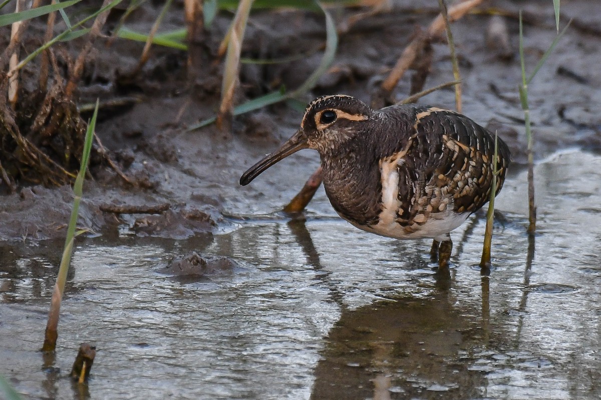 Greater Painted-Snipe - ML501125611