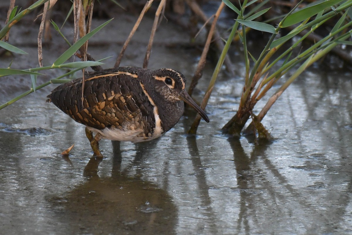 Greater Painted-Snipe - ML501125631