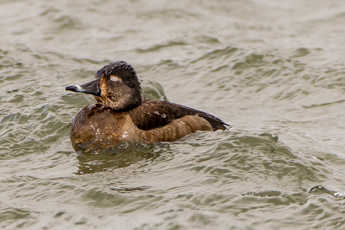 Ring-necked Duck - ML50112571