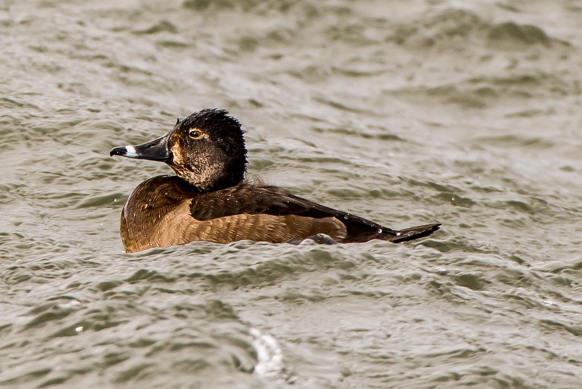 Ring-necked Duck - ML50112581