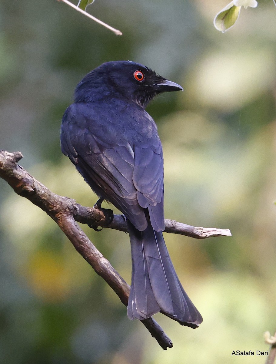 Square-tailed Drongo - ML501126831