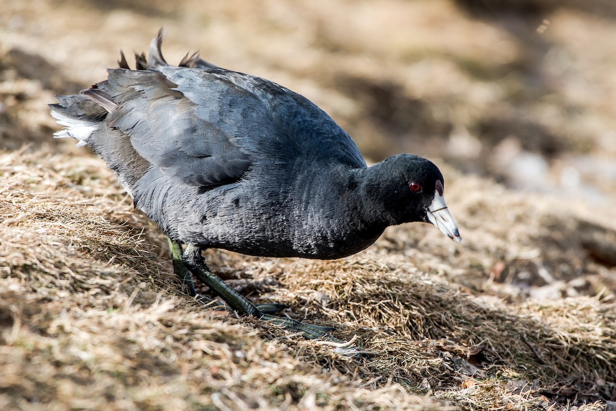 American Coot - Frank King