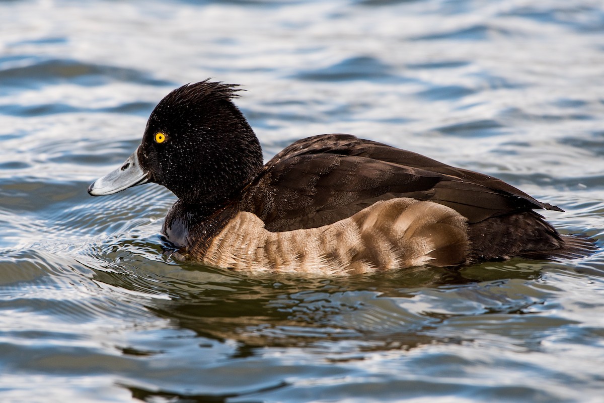 Tufted Duck - ML50112791