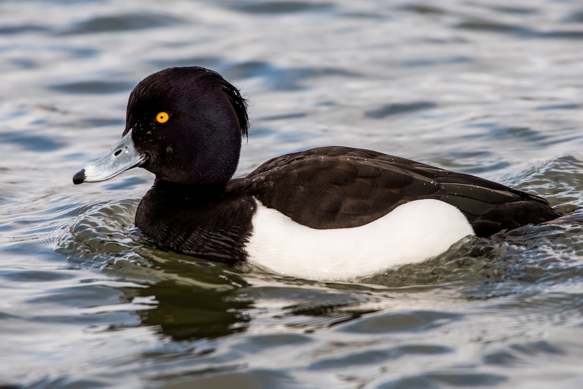 Tufted Duck - ML50112811