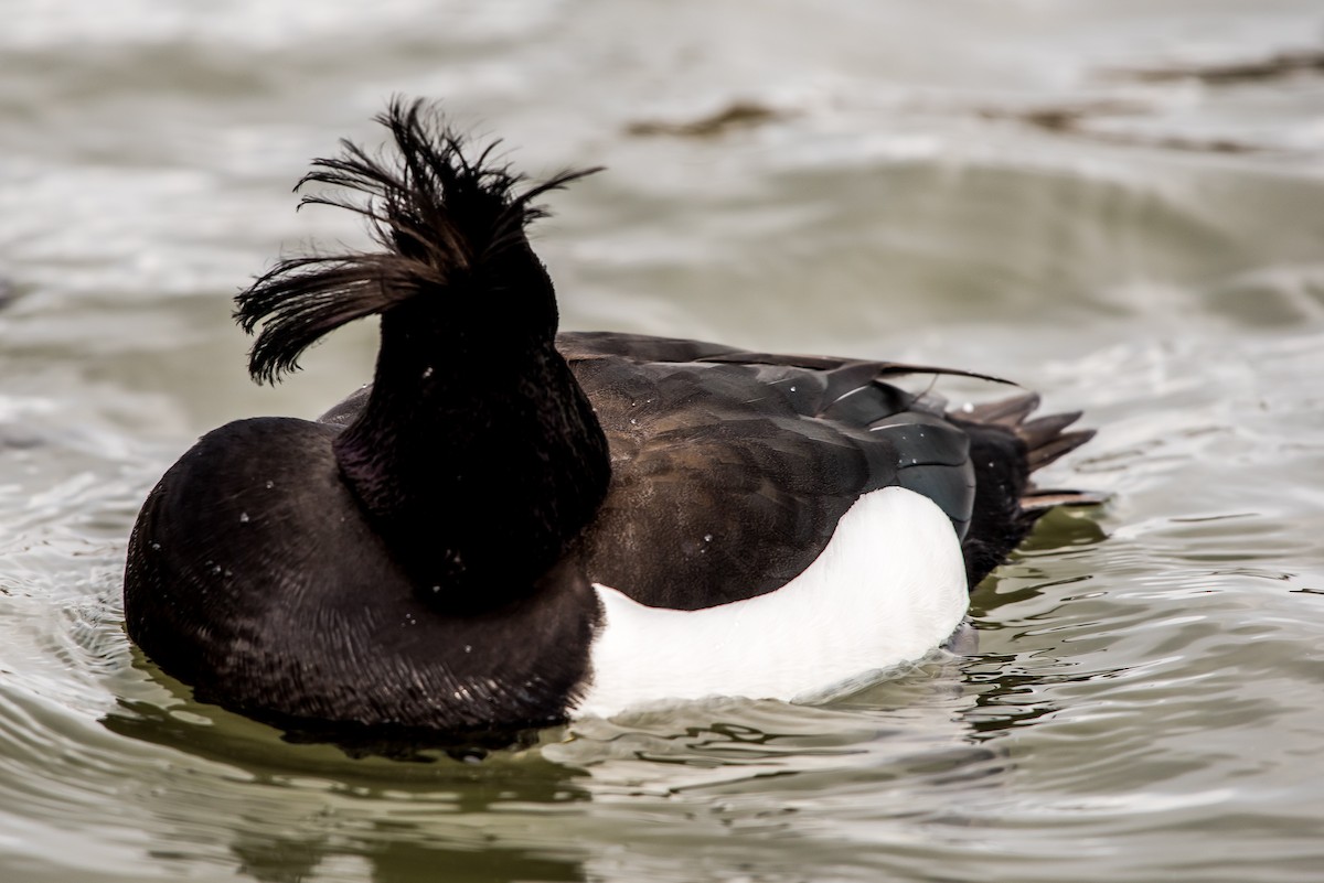 Tufted Duck - ML50112831