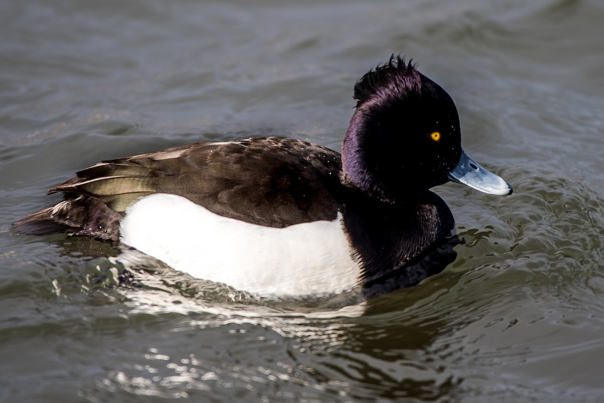Tufted Duck - ML50112891