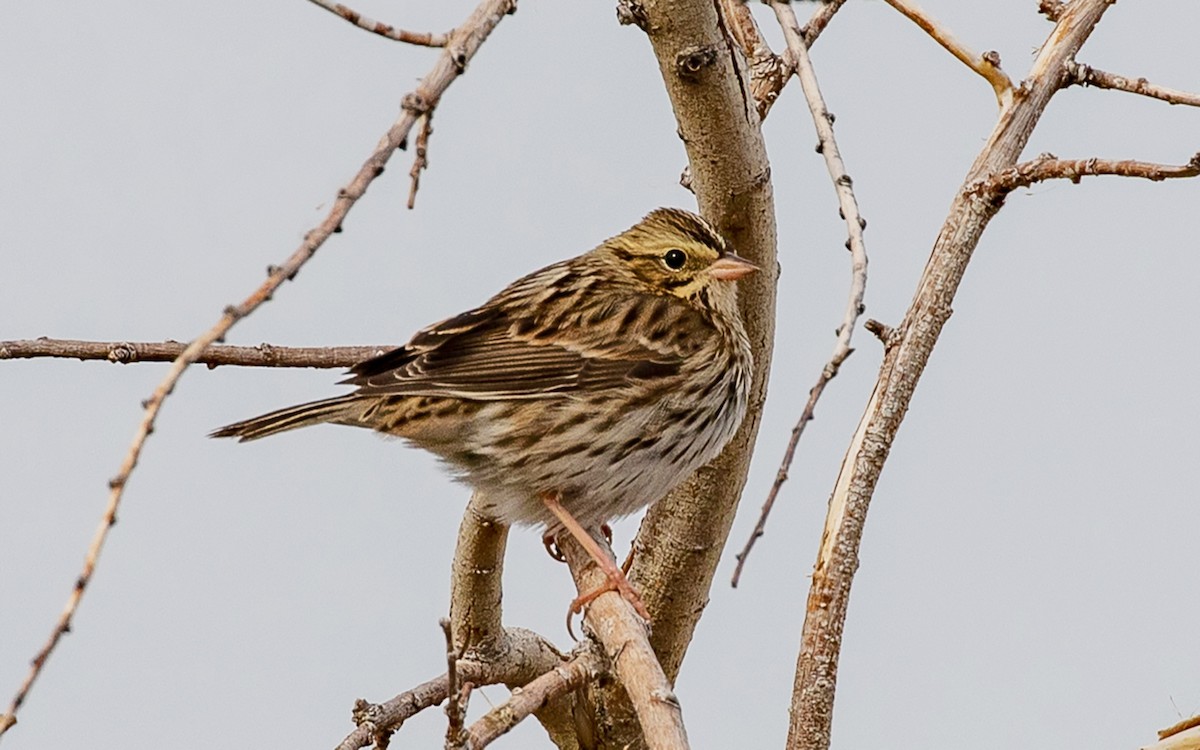 Savannah Sparrow - ML501131511