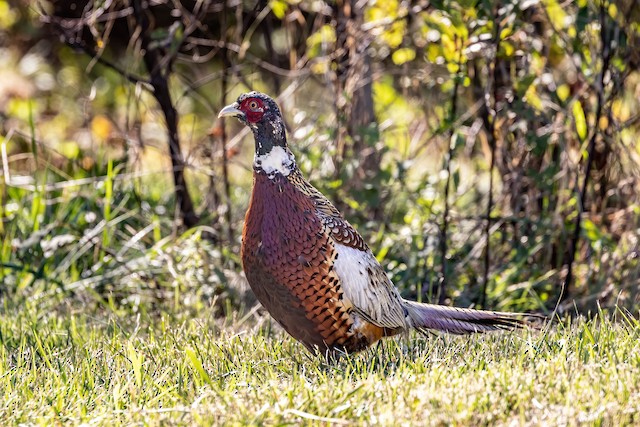 Bird Of the Month - Pheasant – Green Feathers