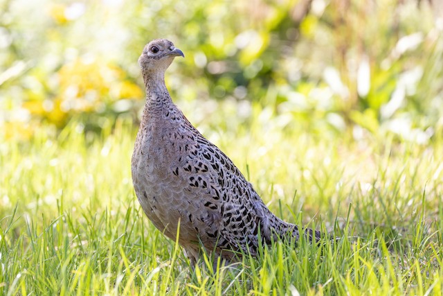 Ring-necked Pheasant - eBird