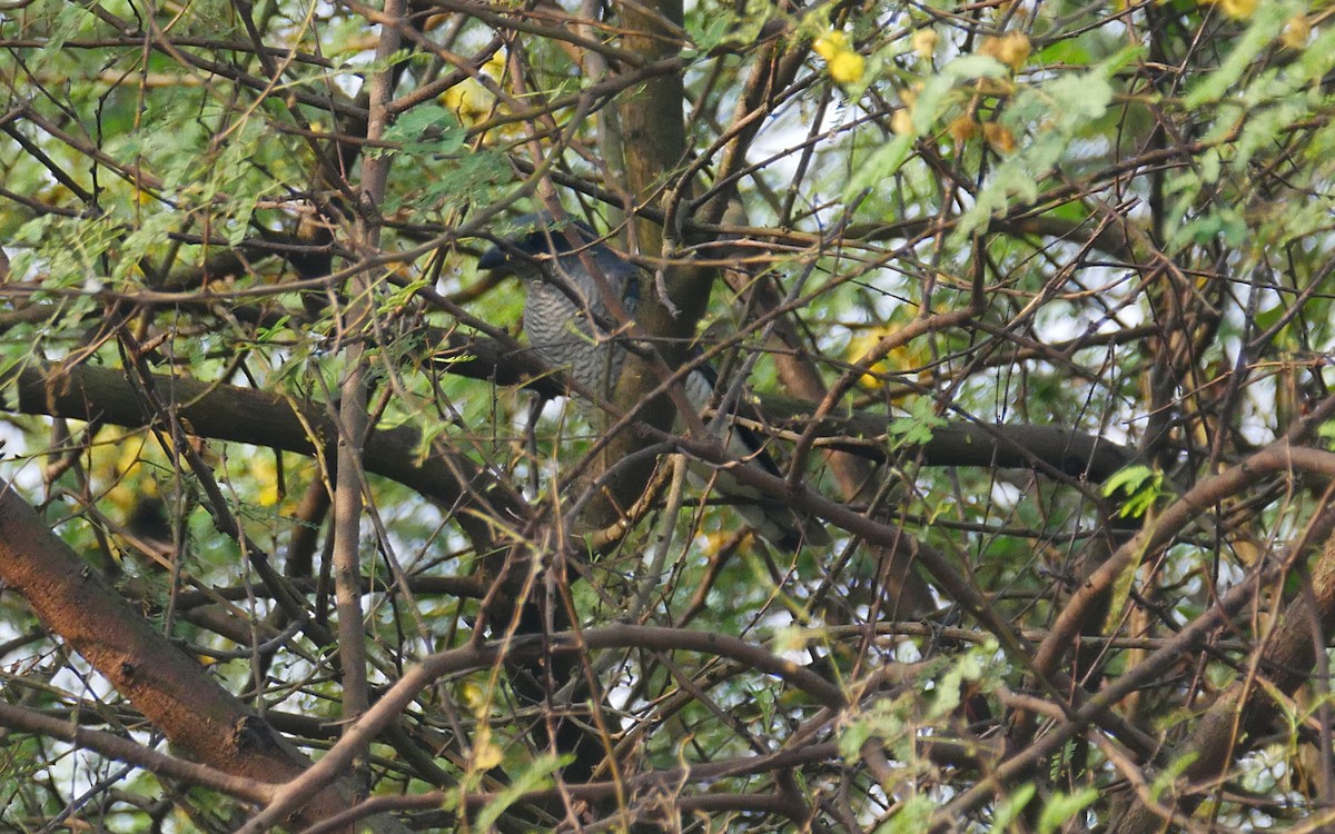 Large Cuckooshrike (Indian) - ML501136531