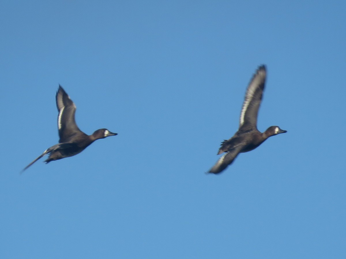 Greater Scaup - ML501138941