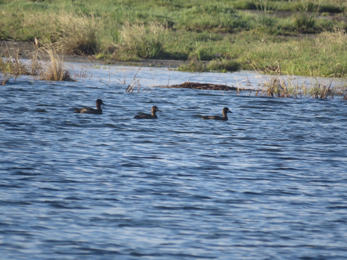 Greater Scaup - ML501139391