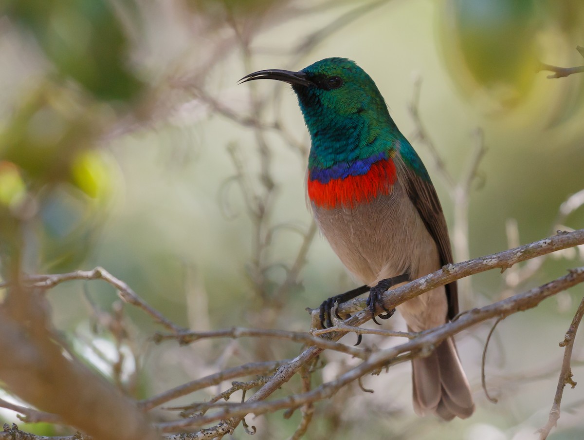 Southern Double-collared Sunbird - ML50114201