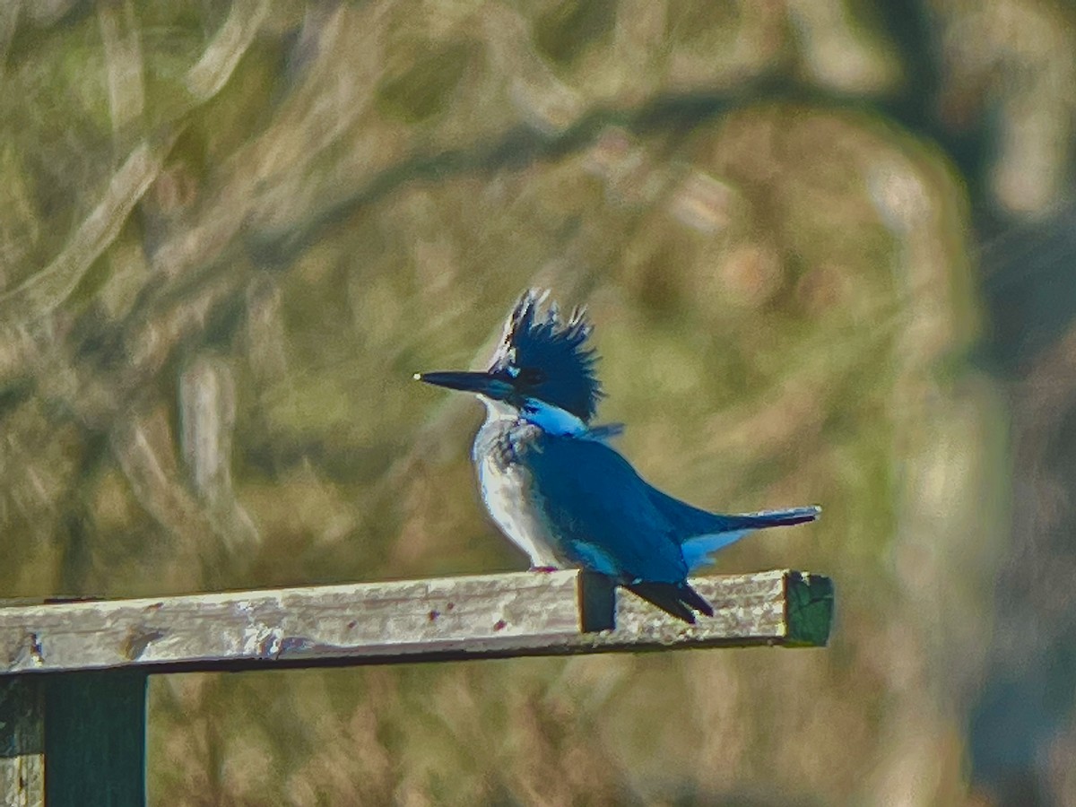Belted Kingfisher - ML501144471