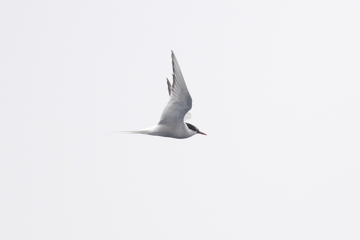 Arctic Tern - ML501145491