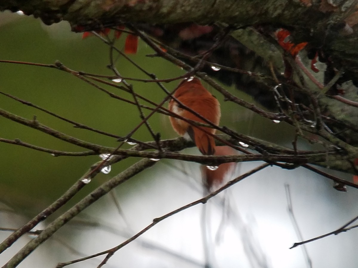 Rufous Hummingbird - Steve Stump