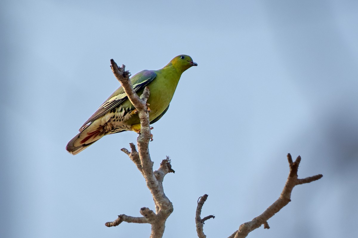 Madagascar Green-Pigeon - Tomáš Grim