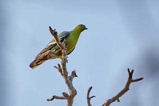 Madagascar Green-Pigeon, ML501148131