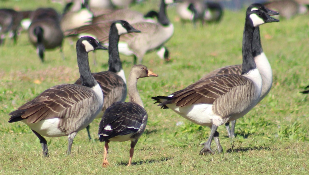 Greater White-fronted Goose - ML501148531