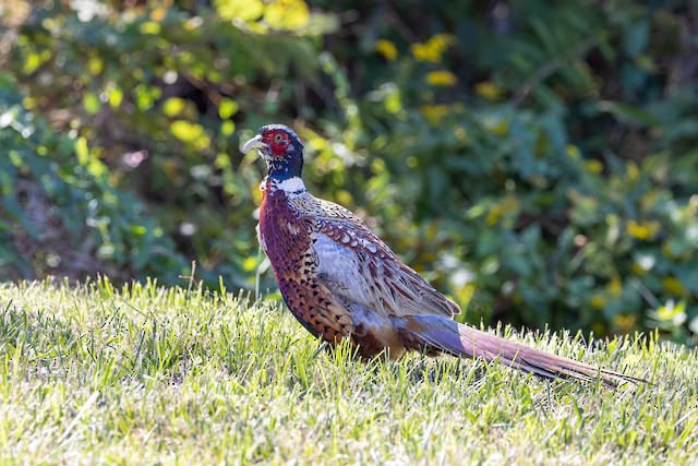 Bird Of the Month - Pheasant – Green Feathers