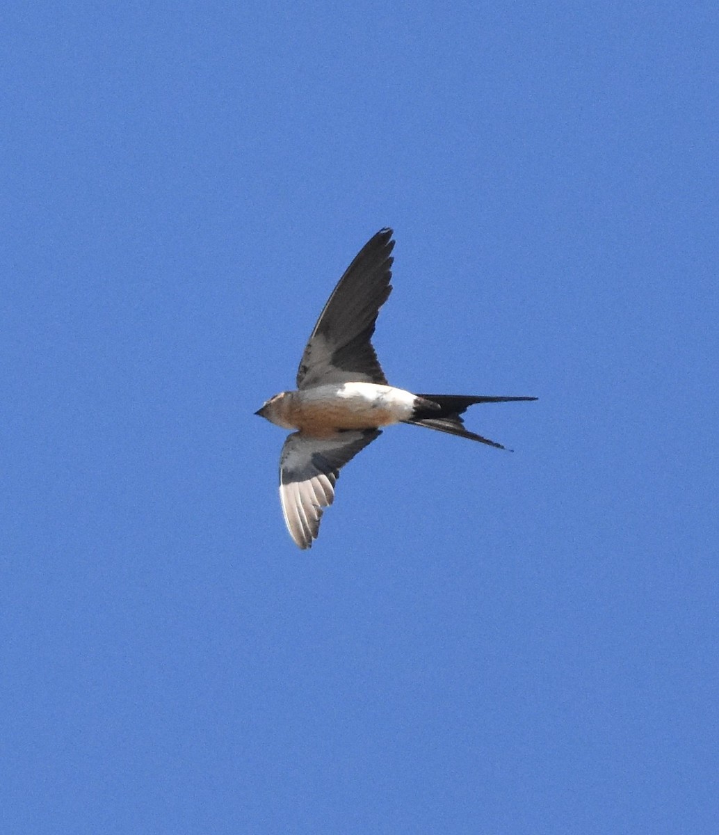 Red-rumped Swallow - ML501154051