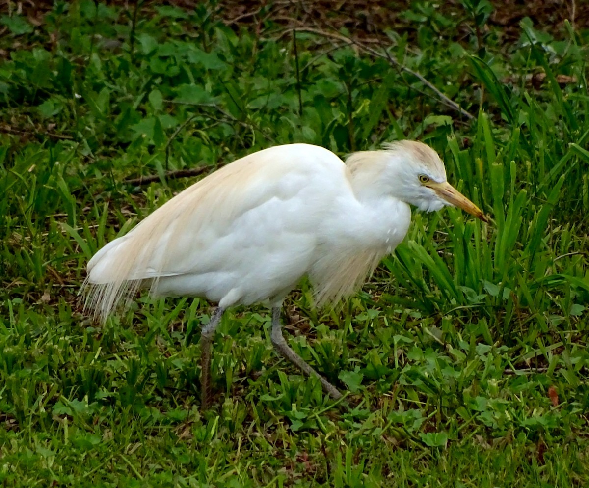 Чапля єгипетська (підвид ibis) - ML50115431
