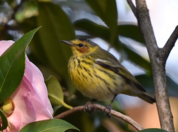 Cape May Warbler - ML50115911