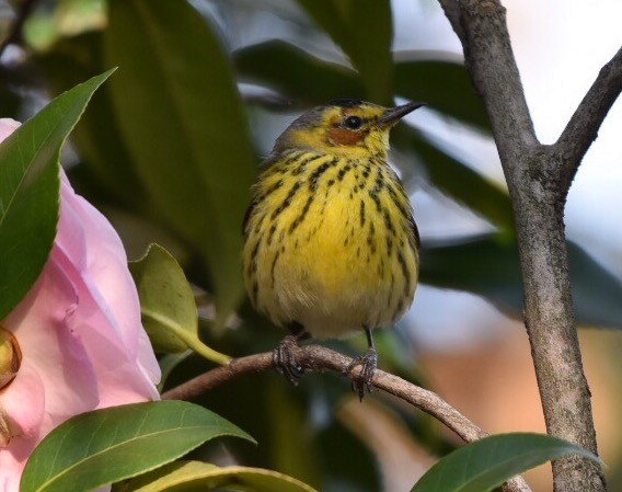 Cape May Warbler - ML50115921
