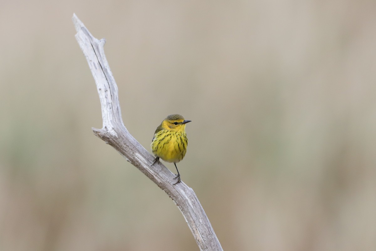 Cape May Warbler - ML501163311