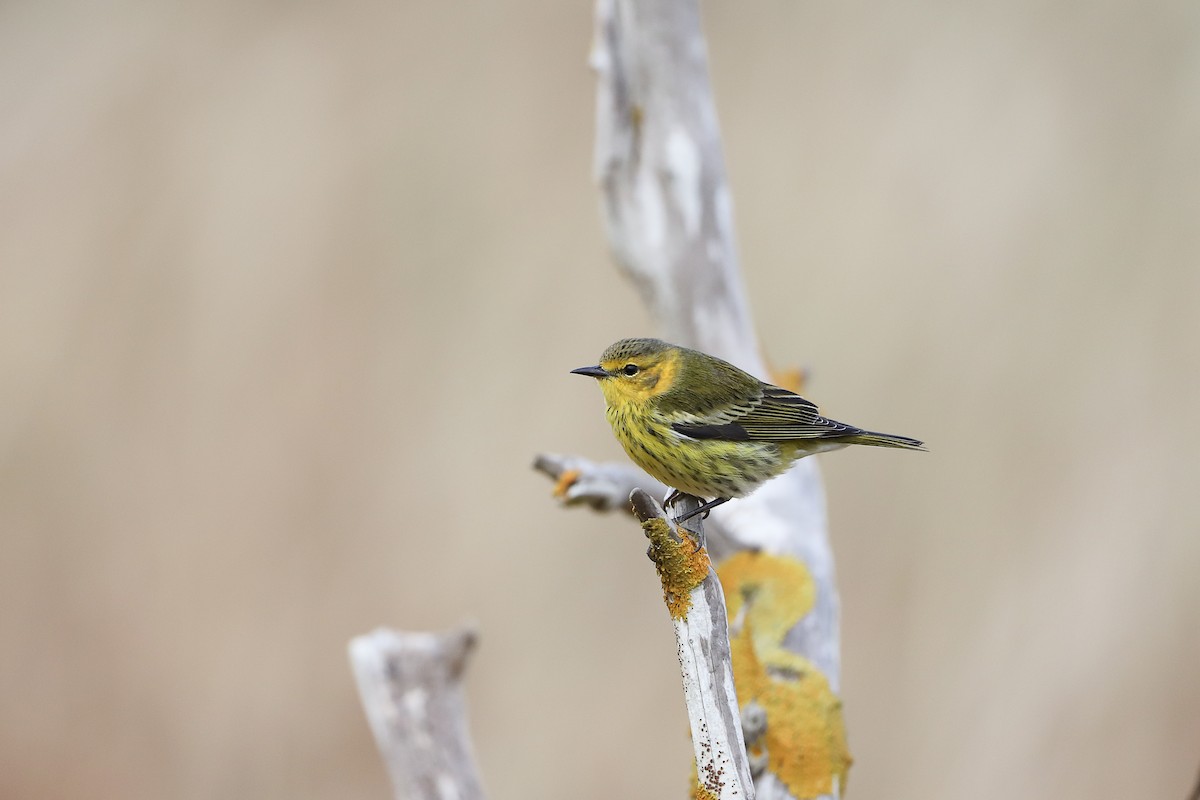 Cape May Warbler - ML501163321