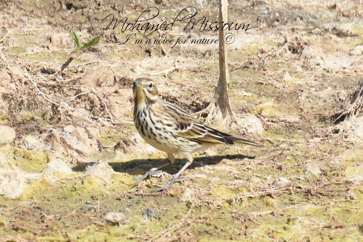 Red-throated Pipit - ML501165441