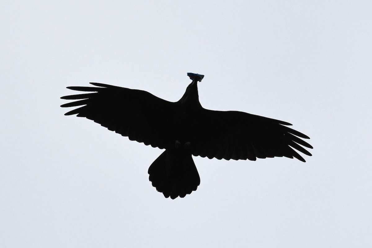 Common Raven - ML501169441