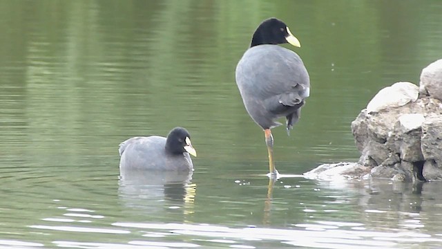Red-gartered Coot - ML501169901