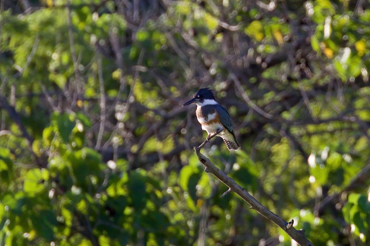 Belted Kingfisher - ML501171051
