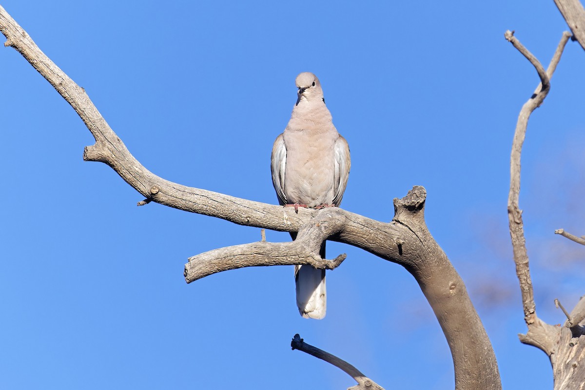 Eurasian Collared-Dove - ML501171351