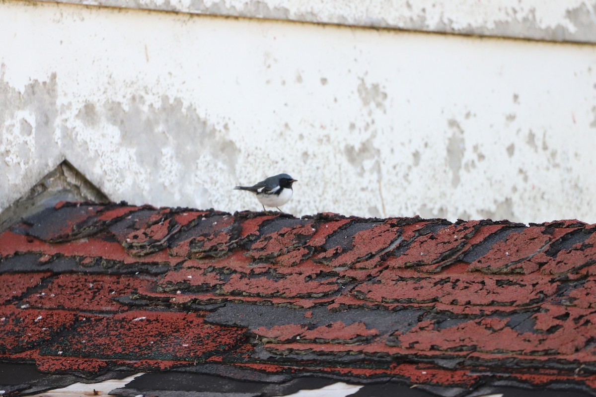 Black-throated Blue Warbler - ML501171361