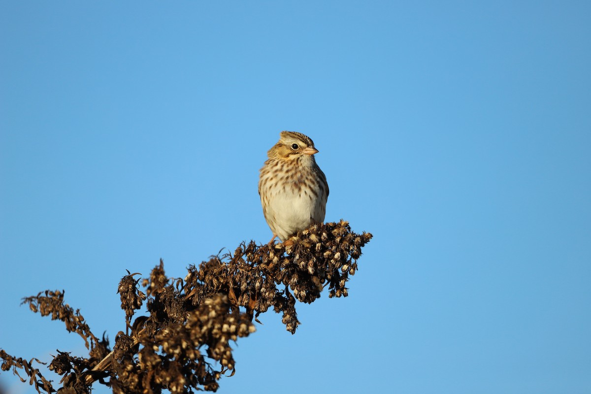 Savannah Sparrow (Ipswich) - ML501171561