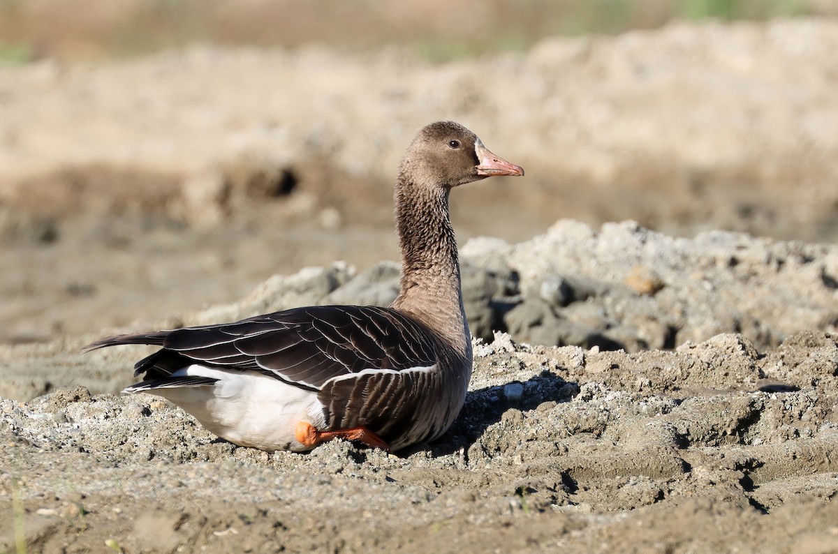 Greater White-fronted Goose - Matthew Grube