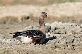 Greater White-fronted Goose, ML501171601