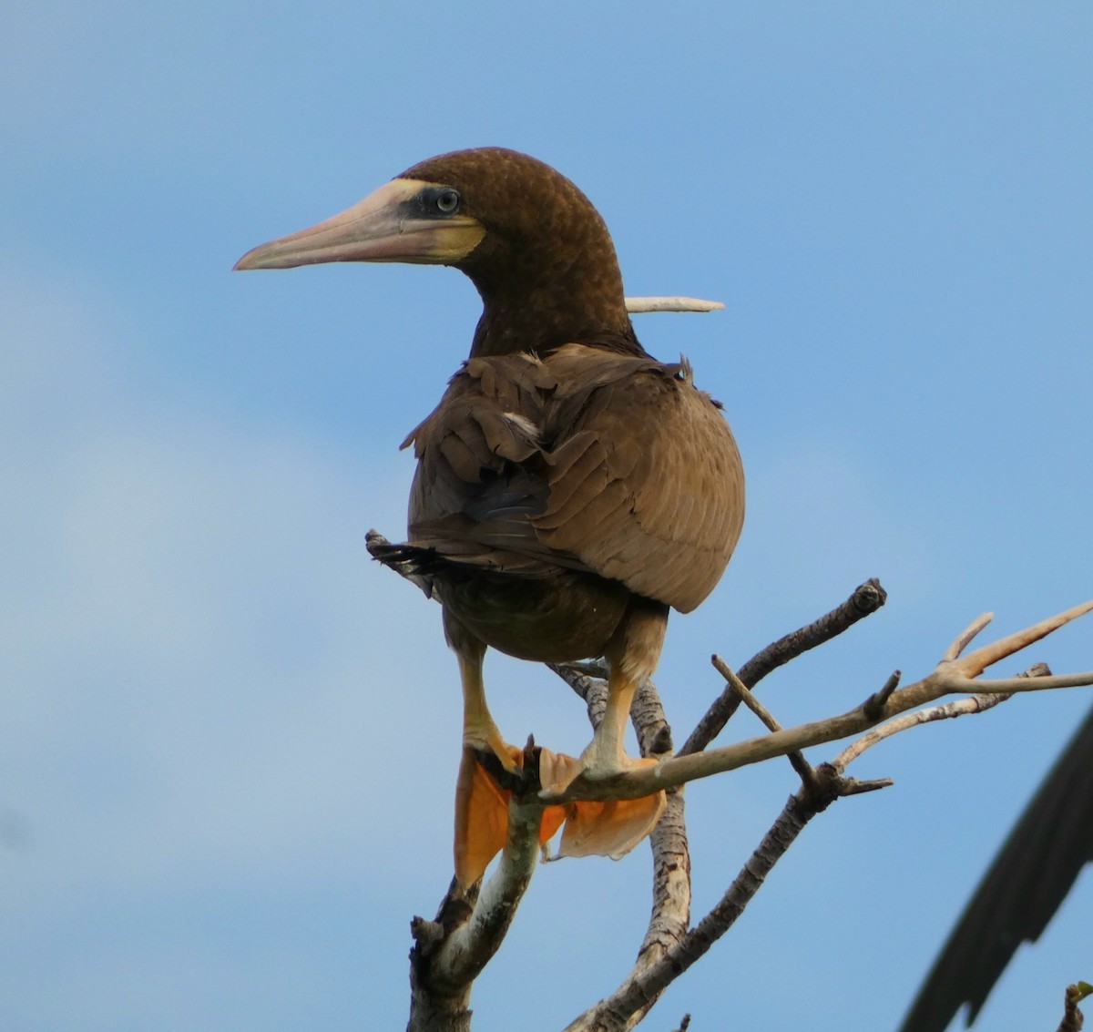 Brown Booby - ML501173821