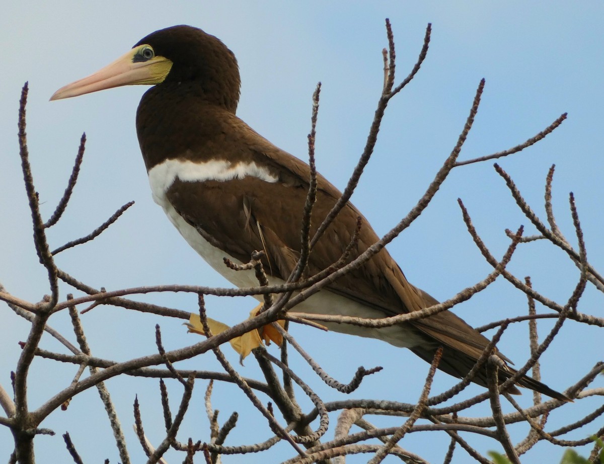 Brown Booby - ML501173831
