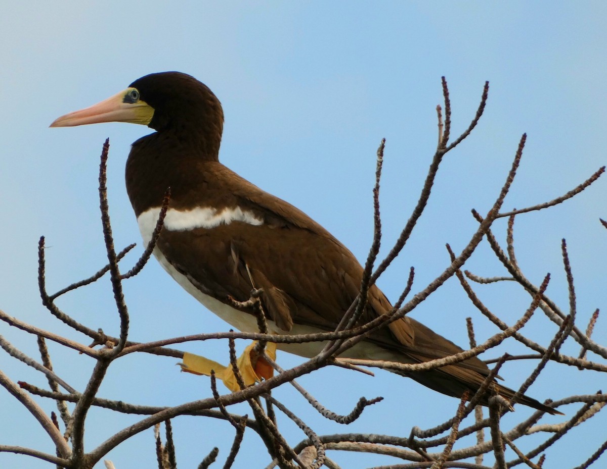 Brown Booby - ML501173851