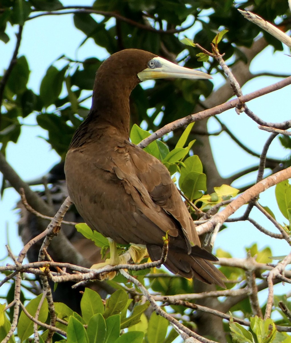 Brown Booby - ML501173861