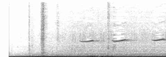 Striped Cuckoo - ML501173911